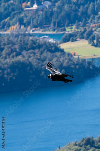 Condor Andino sobrevolando los lagos de Bariloche, Argentina.