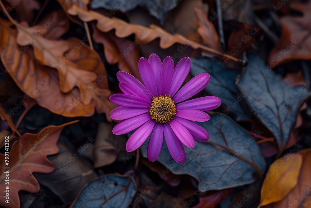 Vibrant Purple Flower Amidst Autumn Leaves - obrazy, fototapety, plakaty 
