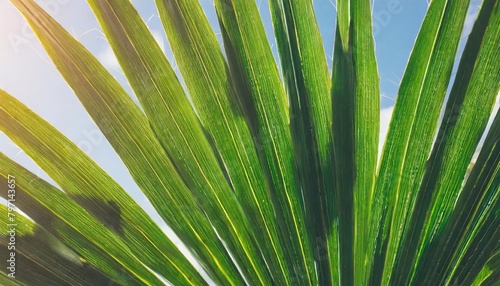design jungle tropical template leaf palm pattern summer background trendy seamless generative ai