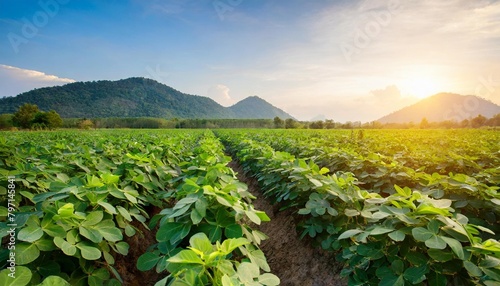 landscape of peanuts plantation in countryside thailand near mountain at evening with sunshine industrial agriculture