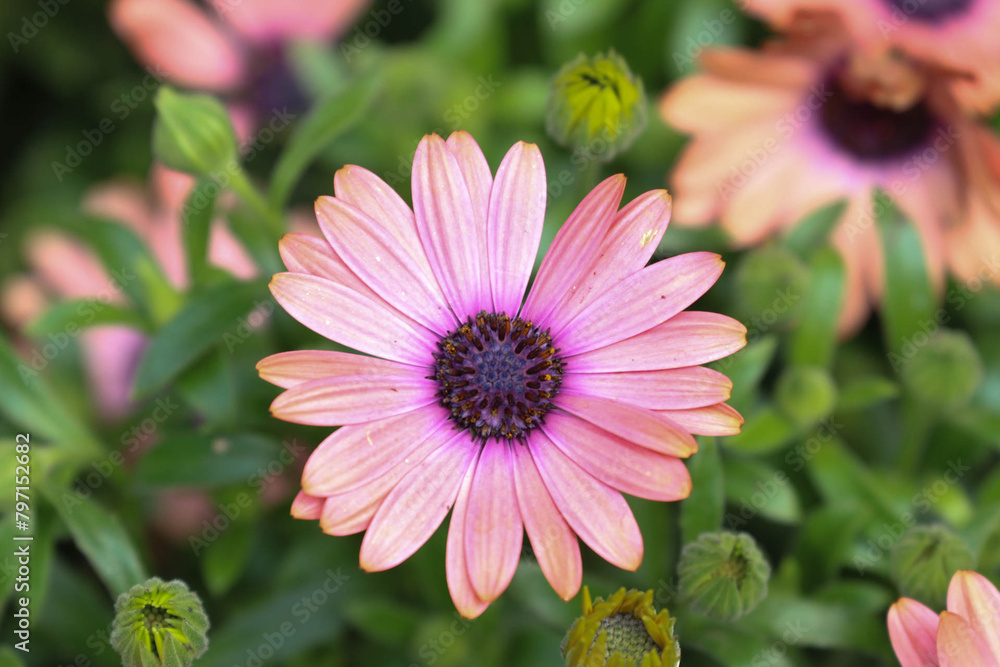 Obraz premium Beautiful Pink Daisy flowers in Summer