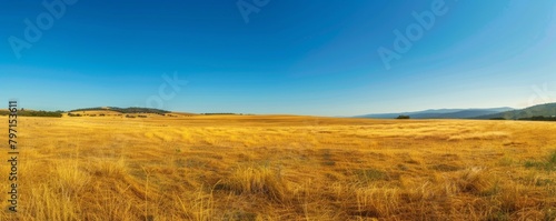 Golden wheat field with blue sky panorama