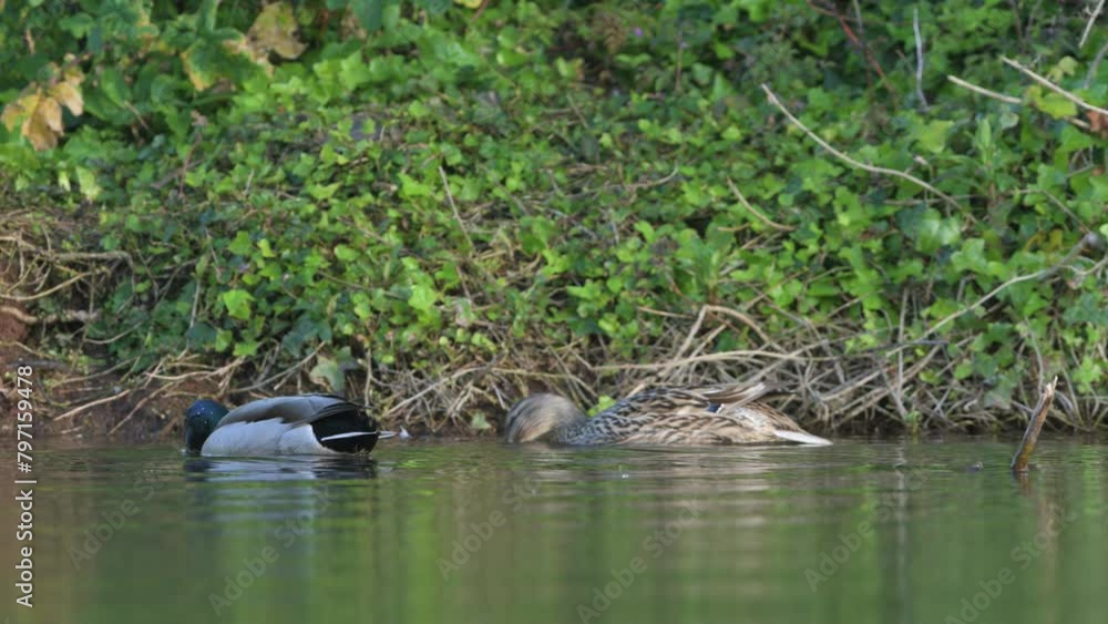 Mallard, Anas platyrhynchos, birds on lake at spring time Mallard, Anas platyrhynchos, birds on lake at spring time