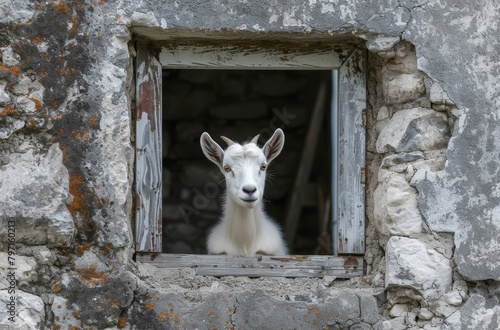 Curious Goat Peeking Through an Old Window