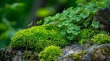 Lush green moss and clover growing on a rock