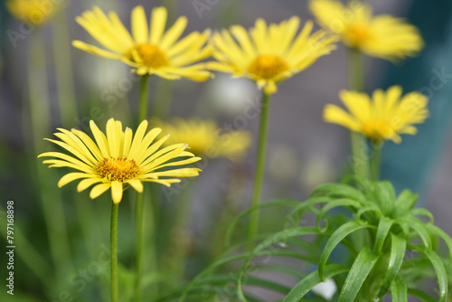 beautiful delicate yellow chamomile flowers  on a green background. large flower of field daisy. yellow flowers on the flowerbed. floral background. yellow chamomile in spring or summer  in the sun.