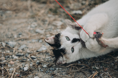 Portrait of Aegean Stray white cat playing with the toy outdoors in Greece
