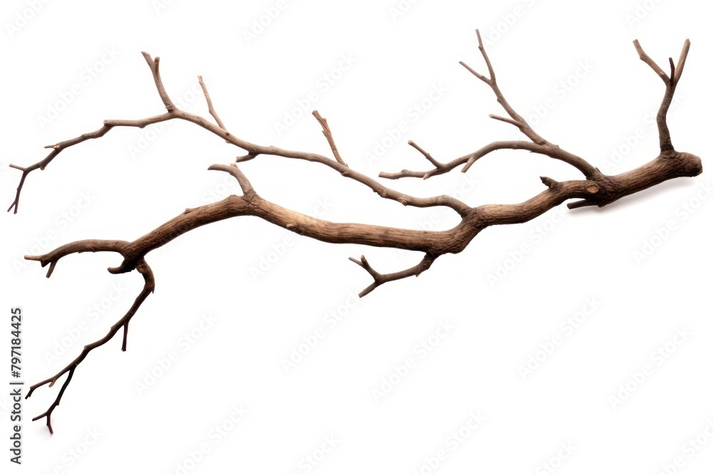 Branch branch antler plant.