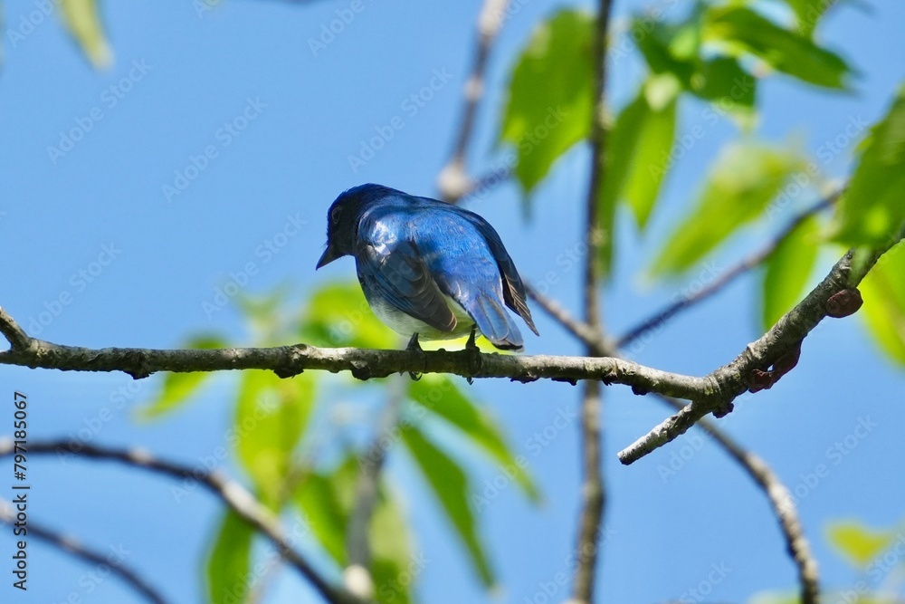 blue and white flycatcher in a forest blue and white flycatcher in a forest