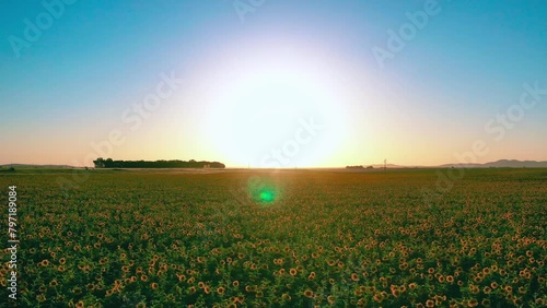 campo de girasoles con sol de frente