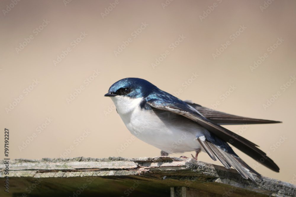 Tree swallow perched on a birdhouse during a spring season at the Pitt River Dike Scenic Point in Pitt Meadows, British Columbia, Canada Tree swallow perched on a birdhouse during a spring season at the Pitt River Dike Scenic Point in Pitt Meadows, British Columbia, Canada
