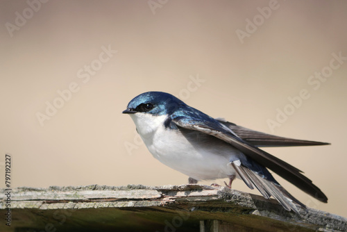 Tree swallow perched on a birdhouse during a spring season at the Pitt River Dike Scenic Point in Pitt Meadows, British Columbia, Canada photo