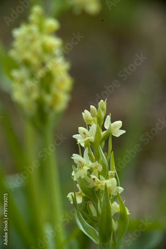 wild Orchid (Dactylorhiza insularis). Bolotana, Ortakis, Nuoro, Sardinia, Italy.