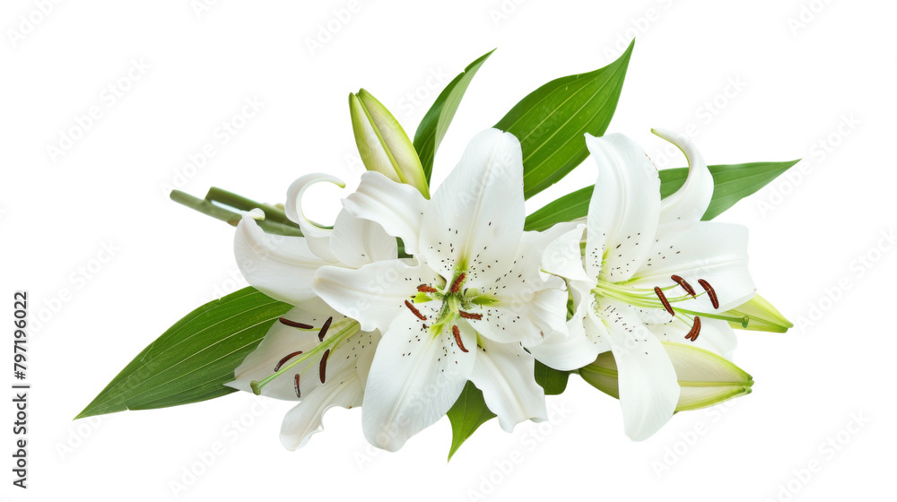 Obraz premium White Lily flower 
