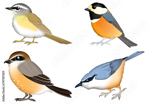 小さな鳥イラスト (上左:マミチャジナイ,上右:ヤマガラ,下左:モズ,下右:ゴジュウカラ)