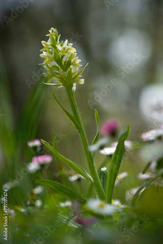 wild Orchid  Dactylorhiza insularis . Bolotana  Ortakis  Nuoro  Sardinia  Italy.