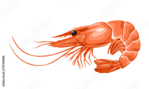 Vector illustration,, a shrimp, isolated on white background.