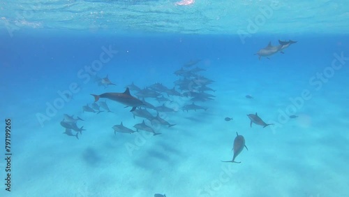 Dolphins - Spinner Dolphins in Egypt, Marsa Alam Sataya Reef. (Stenella longirostris)  photo