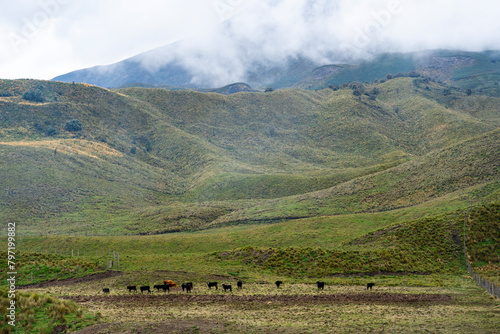paisaje con ganado bravo, en los andes ecuatorianos  photo