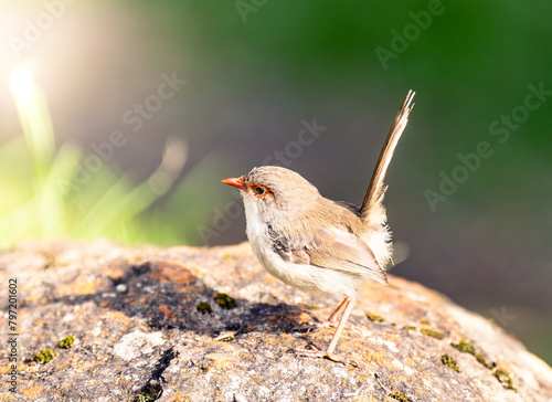 Bird sitting on rock