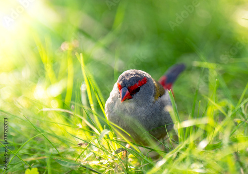 Bird sitting in grass