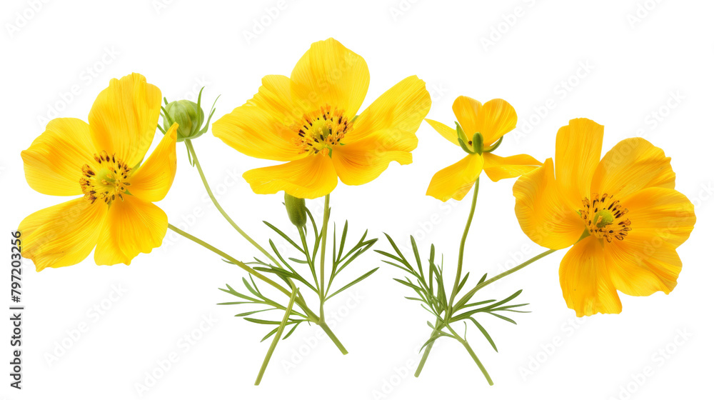 Yellow flowers 