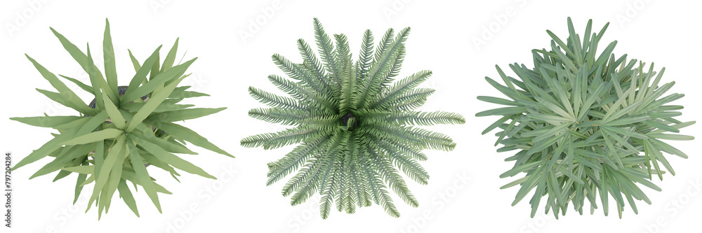 3d render top view of plant in pot isolated on transparent background, png illustration. 3d render top view of plant in pot isolated on transparent background, png illustration.