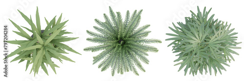 3d render top view of plant in pot isolated on transparent background, png illustration.