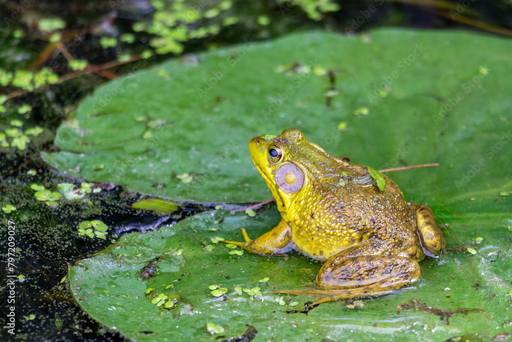 An American bullfrog sits in the shallows of a northern Wisconsin lake. An American bullfrog sits in the shallows of a northern Wisconsin lake.