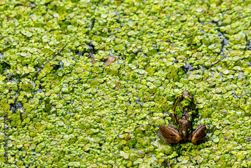 An American bullfrog sits in the shallows of a northern Wisconsin lake covered in duck weed. © Jennifer