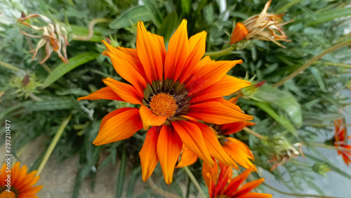 Fotografia Gazania linearis, gazania flower sharp detailed close-up