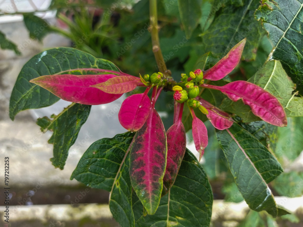 Euphorbia pulcherrima is an ornamental plant that has beautiful leaves Euphorbia pulcherrima is an ornamental plant that has beautiful leaves
