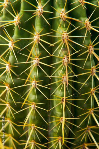 Wallpaper Mural Textured surface of cactus plants, showcasing their spiny or ribbed patterns.  Torontodigital.ca