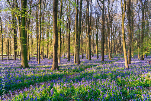 Fototapeta Naklejka Na Ścianę i Meble -  Bluebell carpet in the woods. Springtime in United Kingdom