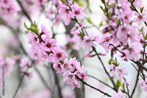 Wallpaper Mural 분홍 벚꽃, sakura, Cherry blossom Torontodigital.ca