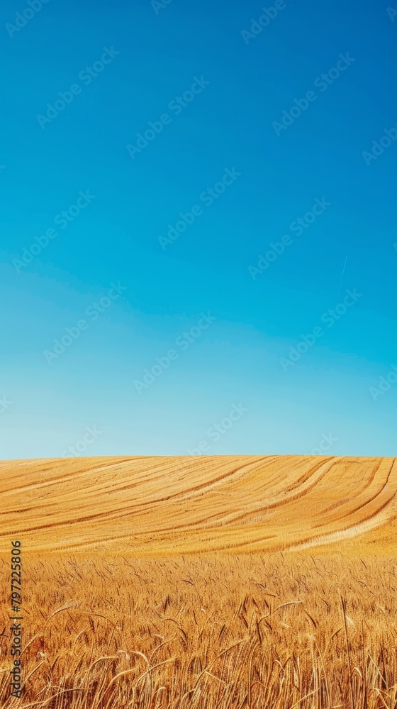 Fototapeta premium Golden wheat field under blue sky