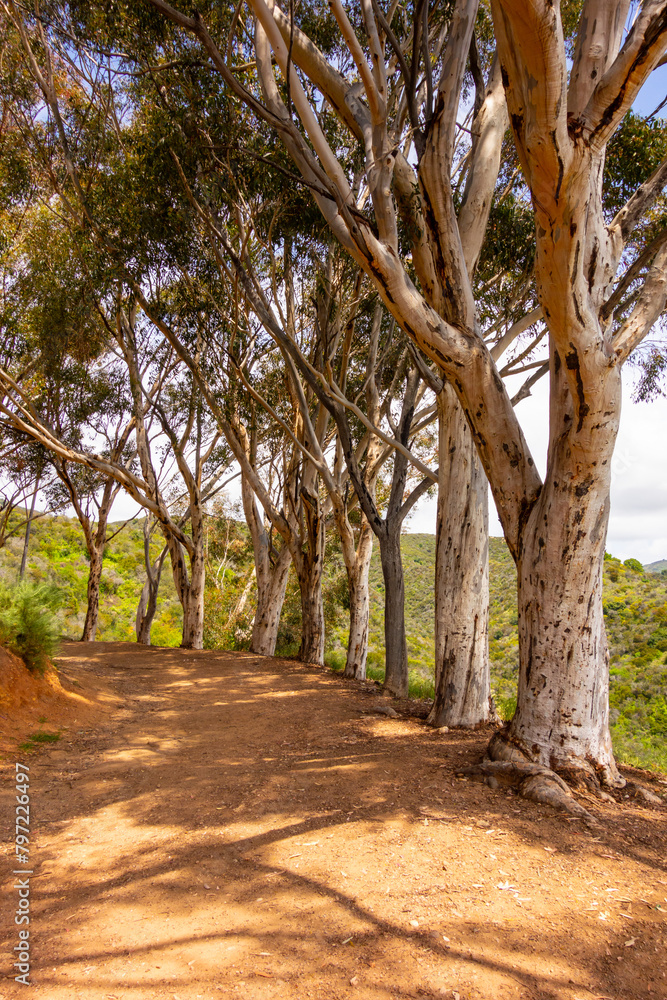 Hiking path in Will Rogers Park lined with old eucalyptus trees Hiking path in Will Rogers Park lined with old eucalyptus trees