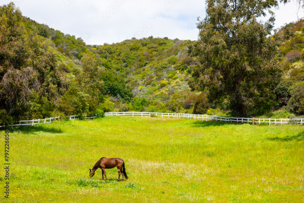 Fototapeta premium Horse grazing in field on an overcast spring day.