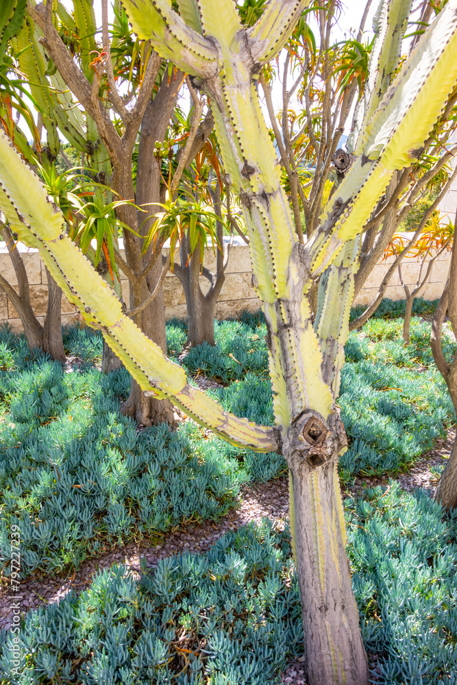 Fototapeta premium Succulent garden growing under tree shade.