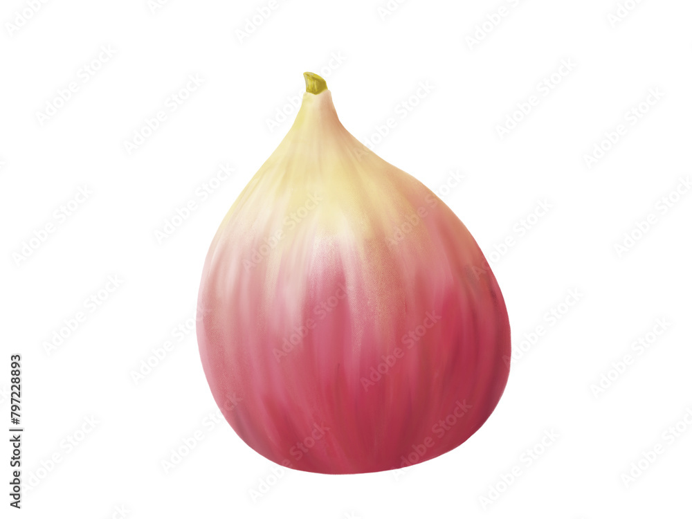 Fototapeta premium イチジクの実のリアルな水彩イラスト