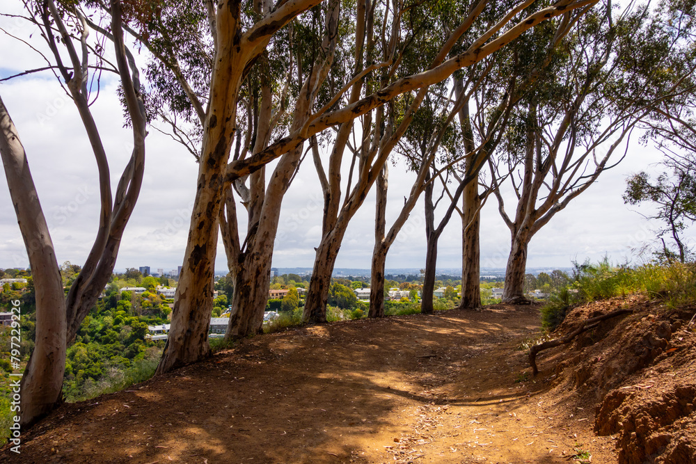 Hiking path in Will Rogers Park lined with old eucalyptus trees