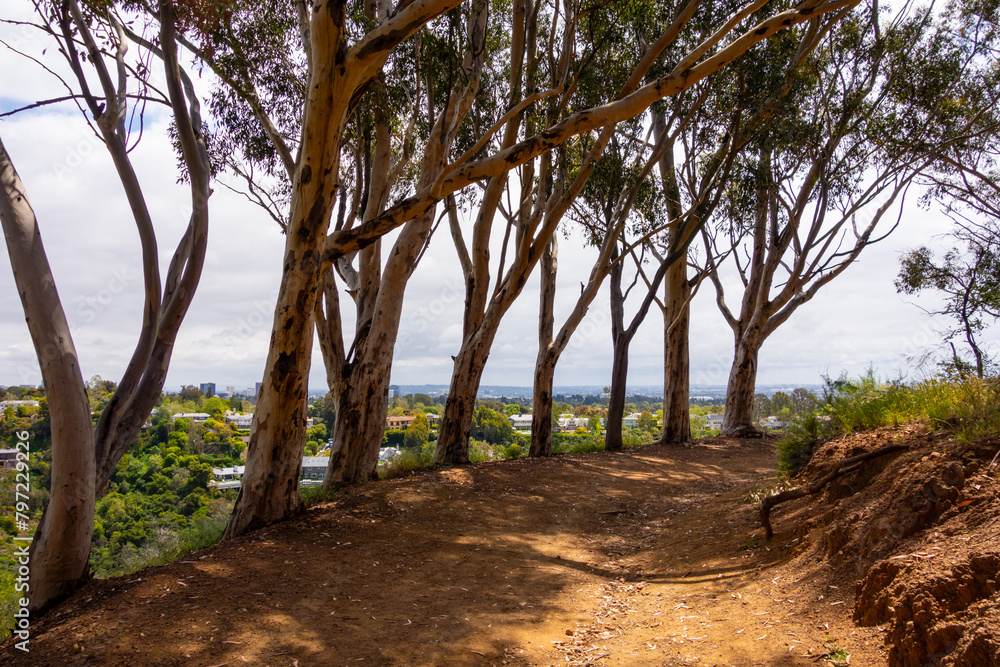 Hiking path in Will Rogers Park lined with old eucalyptus trees Hiking path in Will Rogers Park lined with old eucalyptus trees