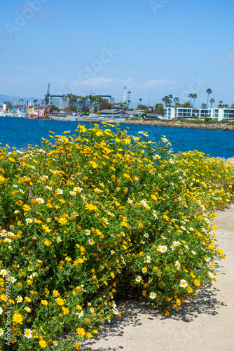 Wildflowers growing along the marvin braude bike path in the marina of marina del rey.