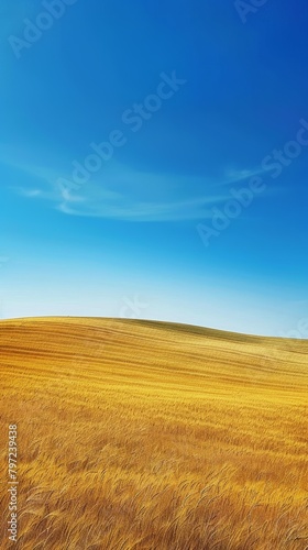 Golden wheat field under blue sky