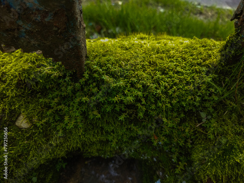 Bryophytes or mosses grow in damp areas