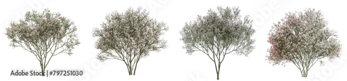 3d illustration set Gypsophila rosea tree isolated on transparent background photo