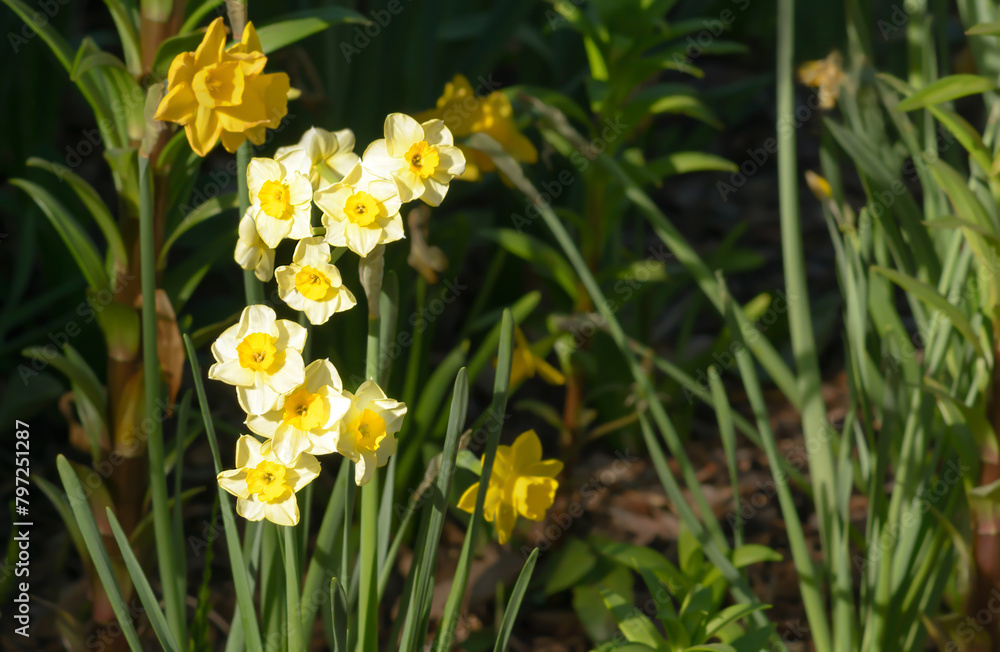 Several yellow narcissus flowers on a blurred dark green grass background Several yellow narcissus flowers on a blurred dark green grass background