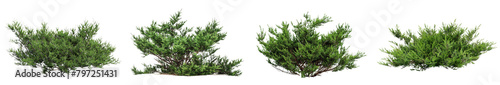 3d illustration set Juniperus sabina bush isolated on transparent background photo