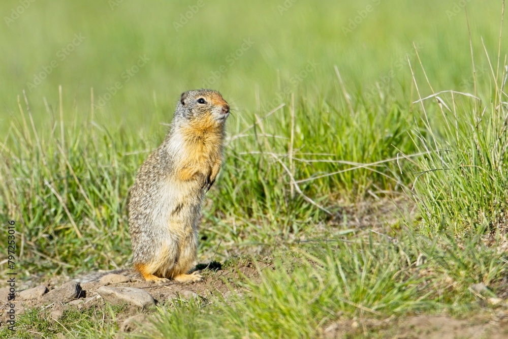 Ground squirrel sitting on its hind legs. Ground squirrel sitting on its hind legs.