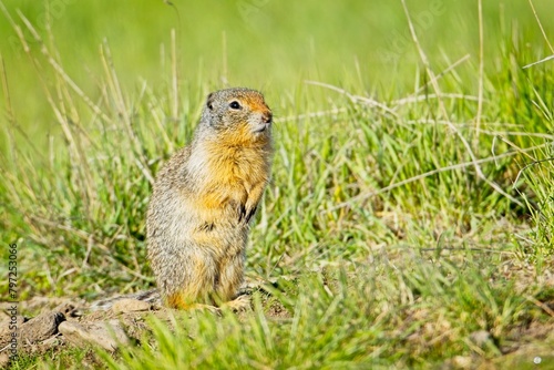 Columbian ground squirrel on sunny day.